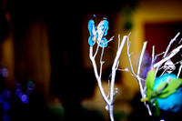 www.VivaPhotoStudio.com