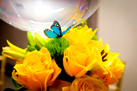 Viva Photo Studio - AlannaXV - 008